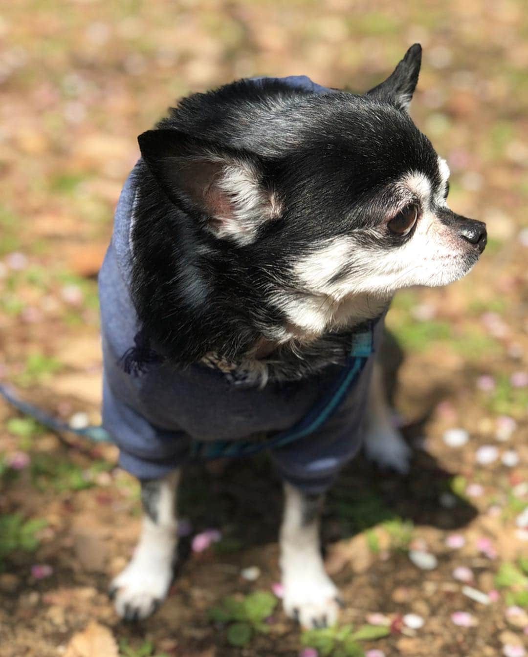 渋佐和佳奈さんのインスタグラム写真 - (渋佐和佳奈Instagram)「とあるポカポカ休日🐶💕 我が家のルカちゃんとタンタンです＊これから暖かくなったら、もっとお散歩行こう〜🐩🚶‍♀️✨ 花粉症は辛いけど🤧🤧🤧 #イタリアングレーハウンドとチワワのミックス🐕 #ブラックタンのチワワ🐶 #可愛すぎる🥰#私は髪ボサボサですね🤭 #休日の手抜き感🐥」3月14日 23時08分 - shibusa_wakana