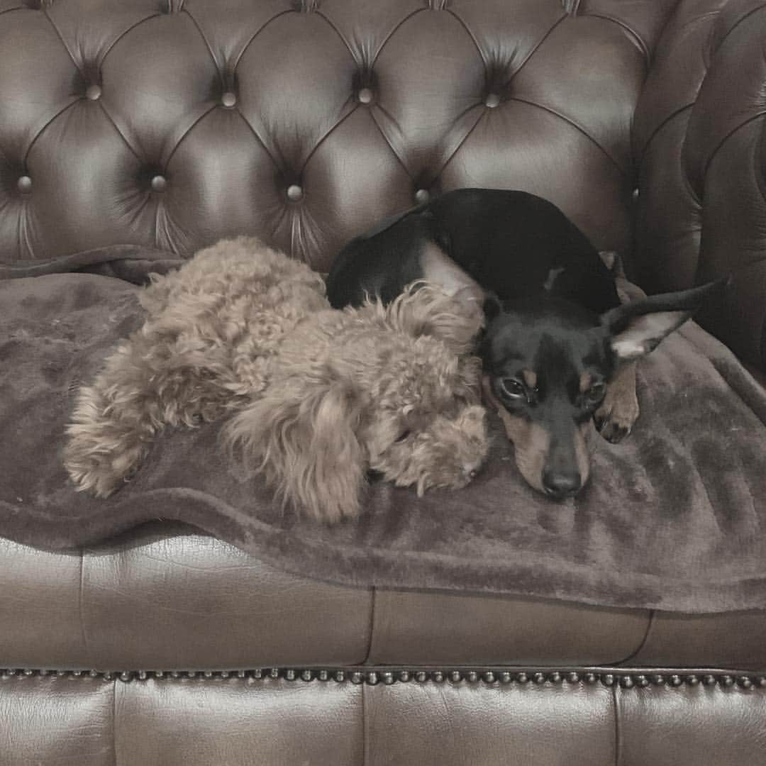 岸本佳子さんのインスタグラム写真 - (岸本佳子Instagram)「One love #YK #JD #minipin #toypoodle #dog #puppy」3月14日 23時17分 - yoshico_kishimoto