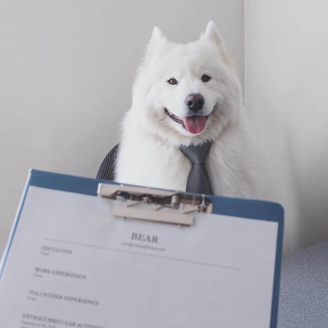 Loki the Corgiさんのインスタグラム写真 - (Loki the CorgiInstagram)「Can we haz a job pleez? 🐻🐶」3月14日 23時25分 - lokistagram