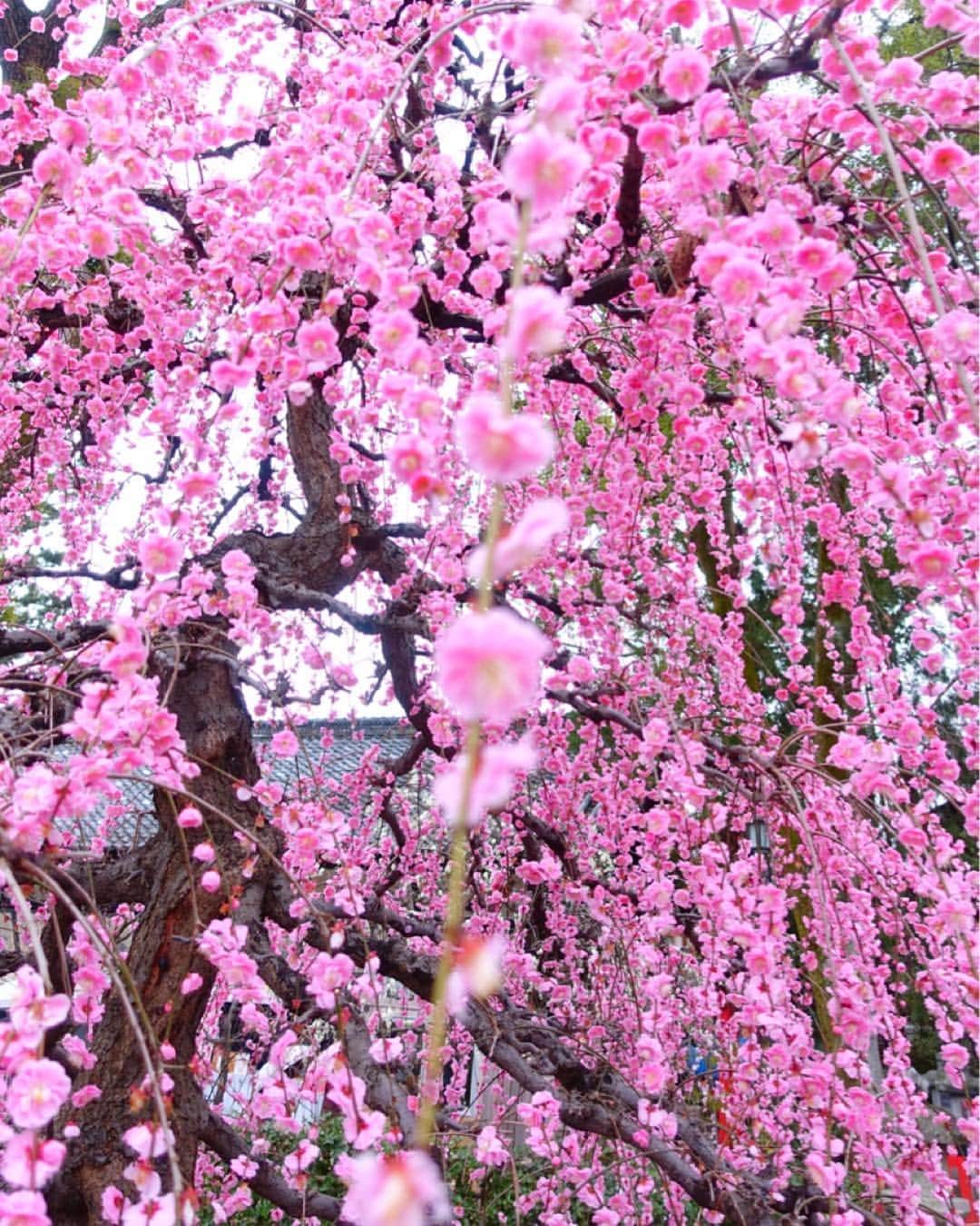 平子理沙さんのインスタグラム写真 - (平子理沙Instagram)「The plum blossoms were in full bloom in Kyoto🌸 ピンクの世界に囲まれて、うっとり気分でございまする💕 #北野天満宮#plumblossoms#梅#kyoto#京都#travel #fashion #beauty #lifestyle #risahirako#平子理沙」3月14日 23時32分 - risa_hirako