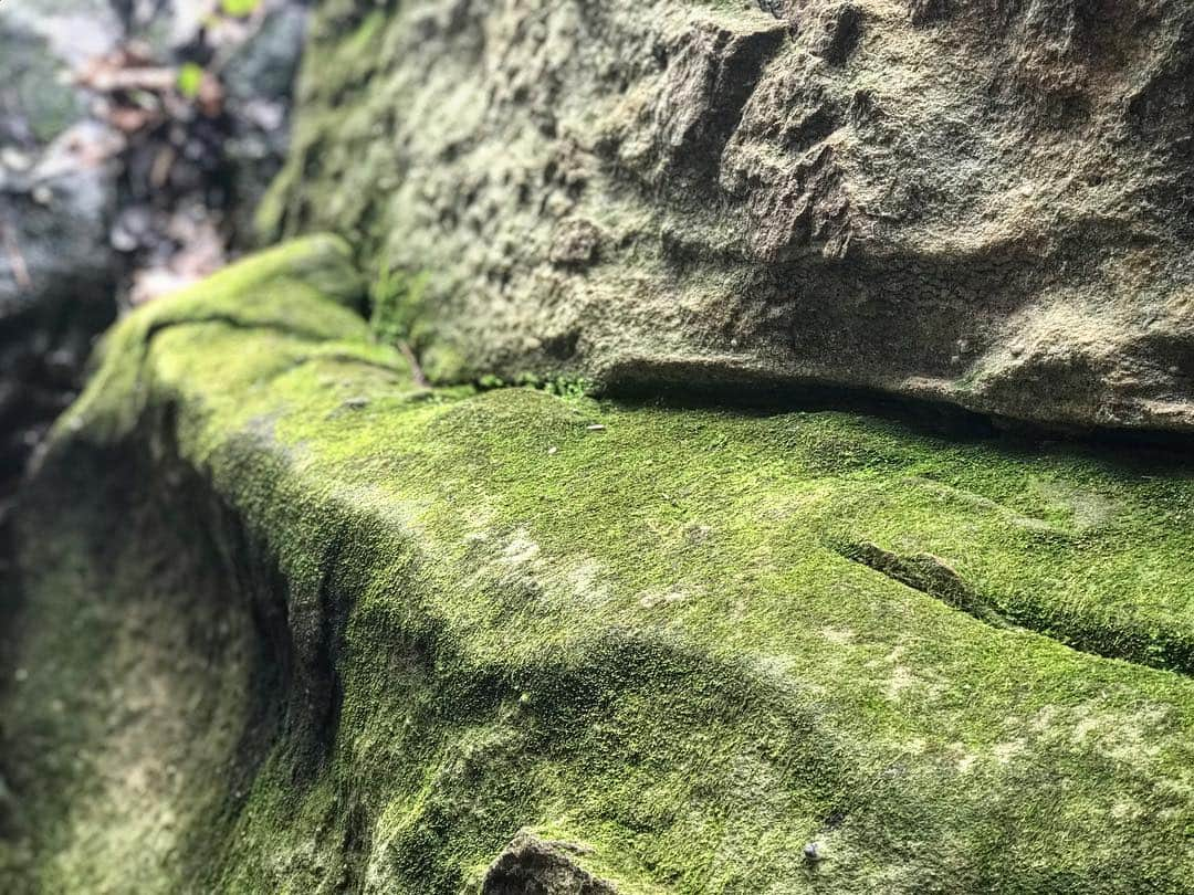 クリス・ドートリーさんのインスタグラム写真 - (クリス・ドートリーInstagram)「Had the most amazing experience being outdoors with my tribe yesterday at @seerockcity  #natureaf #rockcity #grateful」3月14日 23時32分 - chrisdaughtry