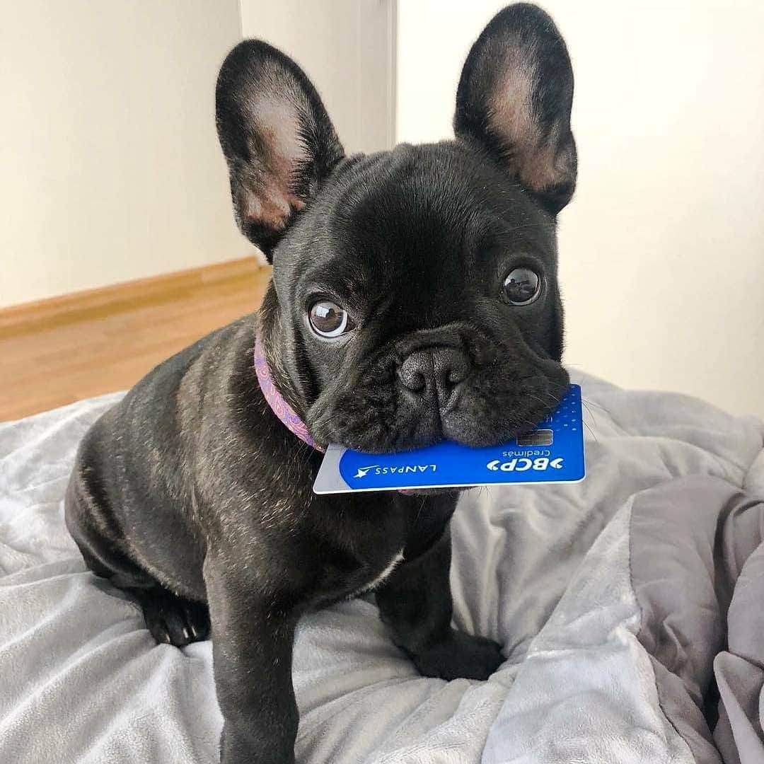 French Bulldogさんのインスタグラム写真 - (French BulldogInstagram)「Let's go shopping! 🎁🎀🎈 @peruvian_frenchie .⠀ . ⠀ .⠀ .⠀ .⠀ #bullys #frenchiephotos #bullyinstafeature #bulldogsofig#frenchyfanatics #ilovemyfrenchie #sleepypuppy#frenchiesoverload #bulldoglove #frenchielove#frenchbulldogpuppy #frenchbulldoglove #frenchiegram#bulldogloversofinsta #instafrenchie #bullynation#bulldogfrances #loveabully #adorabull #bullieslife #batpig」3月14日 23時58分 - frenchie.world