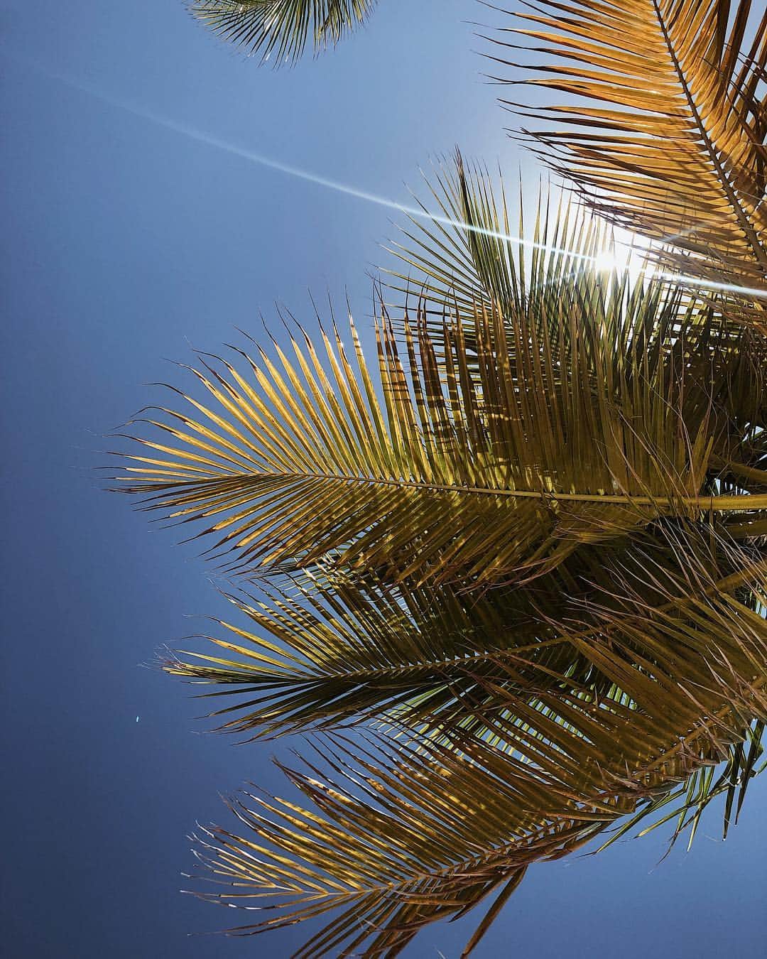 のインスタグラム：「✨🌴 カンクンは光が綺麗。風も気持ちよくて最高😌みんなオススメ情報ありがとう❤️ ・ ・ #cancun #mexico #カンクン #メキシコ」