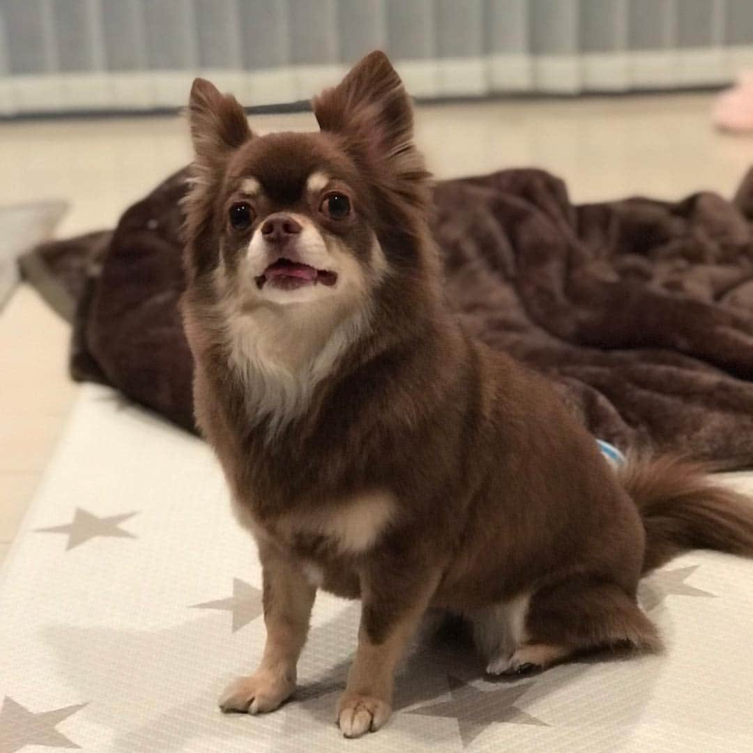 佐々木洋平さんのインスタグラム写真 - (佐々木洋平Instagram)「にぃに  #chihuahua #chihuahualife #chihuahualover #chihuahuagram #ilovemydog #dogstagram #ちわわ  #チワワ  #チョコタンチワワ」3月15日 0時11分 - panicrew_yohey