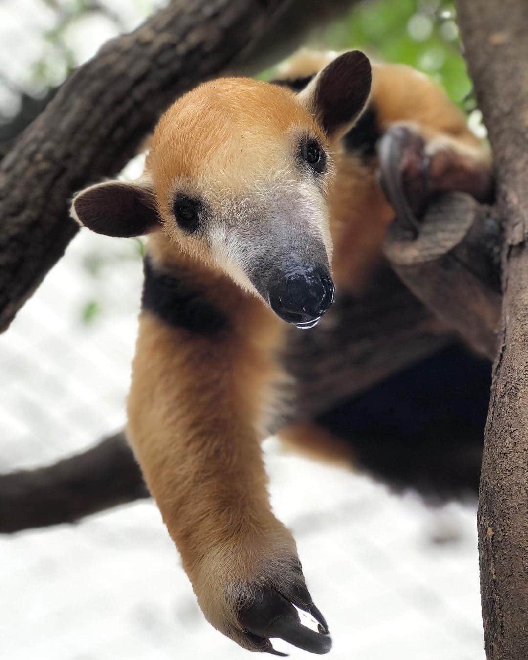 Zoological Wildlife Foundationさんのインスタグラム写真 - (Zoological Wildlife FoundationInstagram)「Cloud, one of our tamanduas simply checking out the photographer😂  #anteater #tamandua #conservation #zwfmiami #zwf #lesseranteater」3月15日 0時20分 - zwfmiami
