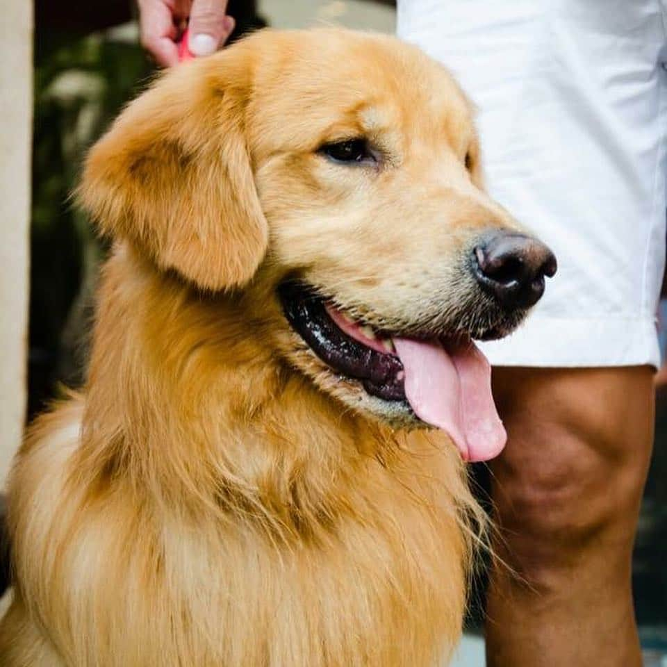 Bobさんのインスタグラム写真 - (BobInstagram)「É TBT que fala?! #tbt #throwback #throwbackthursday #goldenretriever #dogs #dogsofinstagram」3月15日 0時28分 - bob_marley_goldenretriever