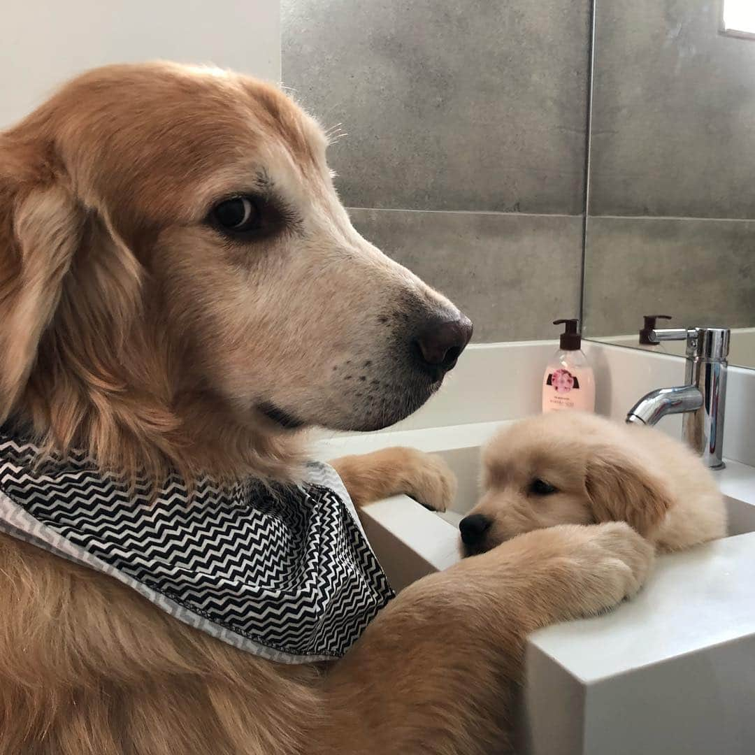 Bobさんのインスタグラム写真 - (BobInstagram)「É TBT que fala?! #tbt #throwback #throwbackthursday #goldenretriever #dogs #dogsofinstagram」3月15日 0時28分 - bob_marley_goldenretriever