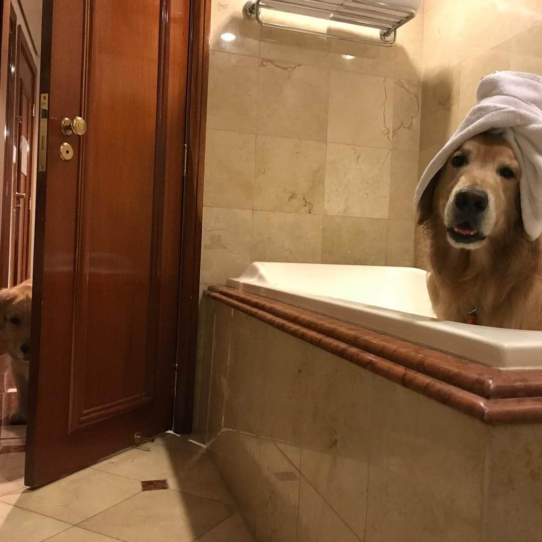 Bobさんのインスタグラム写真 - (BobInstagram)「É TBT que fala?! #tbt #throwback #throwbackthursday #goldenretriever #dogs #dogsofinstagram」3月15日 0時28分 - bob_marley_goldenretriever