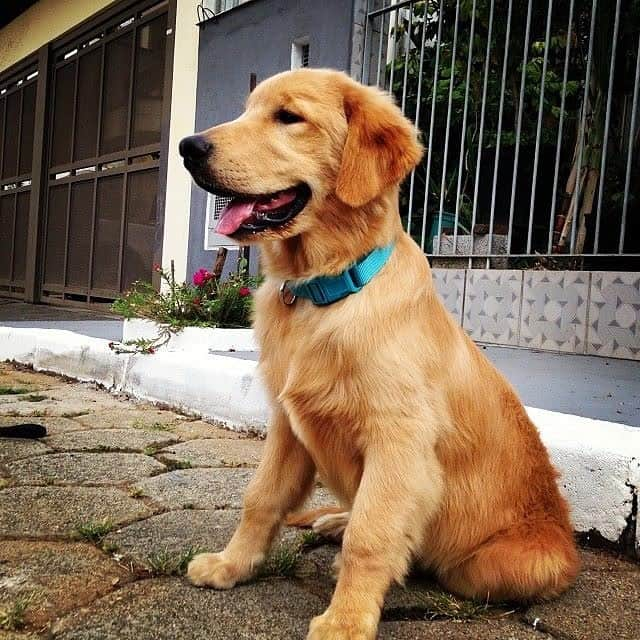 Bobさんのインスタグラム写真 - (BobInstagram)「É TBT que fala?! #tbt #throwback #throwbackthursday #goldenretriever #dogs #dogsofinstagram」3月15日 0時28分 - bob_marley_goldenretriever