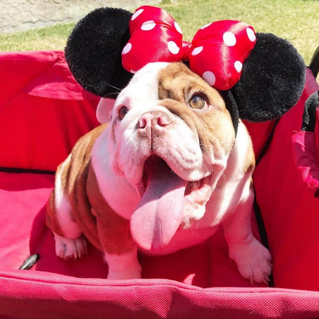 Bodhi & Butters & Bubbahさんのインスタグラム写真 - (Bodhi & Butters & BubbahInstagram)「My favorite Disney princess 👑 #happybirthday @marleyb_and_luna 💕🐶🎉 (now that IG isn’t broken anymore) . . . . #disney #princess #bulldog #love #two #its #a #big #deal #celebration」3月15日 0時39分 - keonistuff