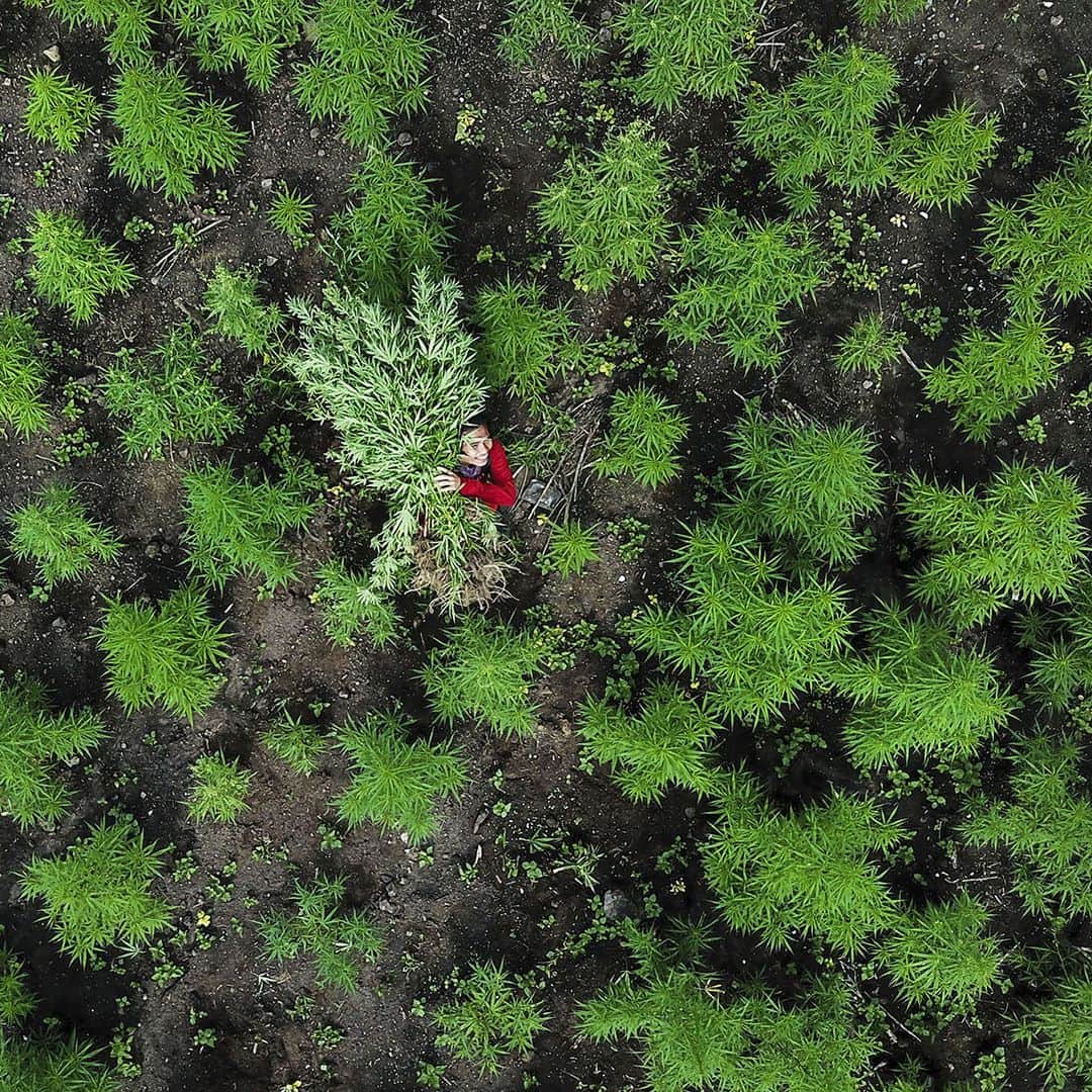 AFP通信さんのインスタグラム写真 - (AFP通信Instagram)「AFP Photo 📷 @mirroreye - In this aerial picture taken from a drone a man carries marijuana plants during a police raid on 10 hectares of marijuana plantation in Montasik, Aceh province on March 14, 2019. #marijuana」3月15日 0時51分 - afpphoto