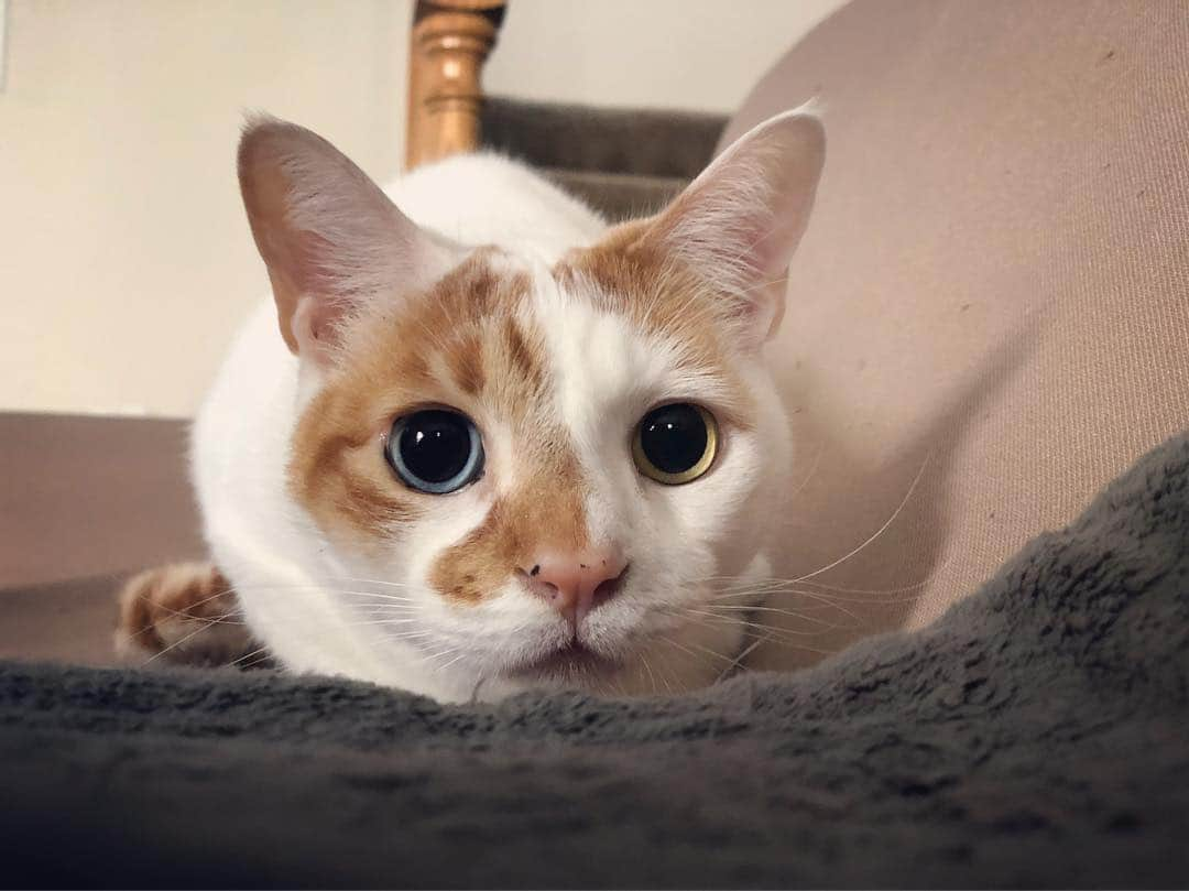 Richard Kittyさんのインスタグラム写真 - (Richard KittyInstagram)「about to pounce!! 👀」3月15日 1時11分 - richard_kitty