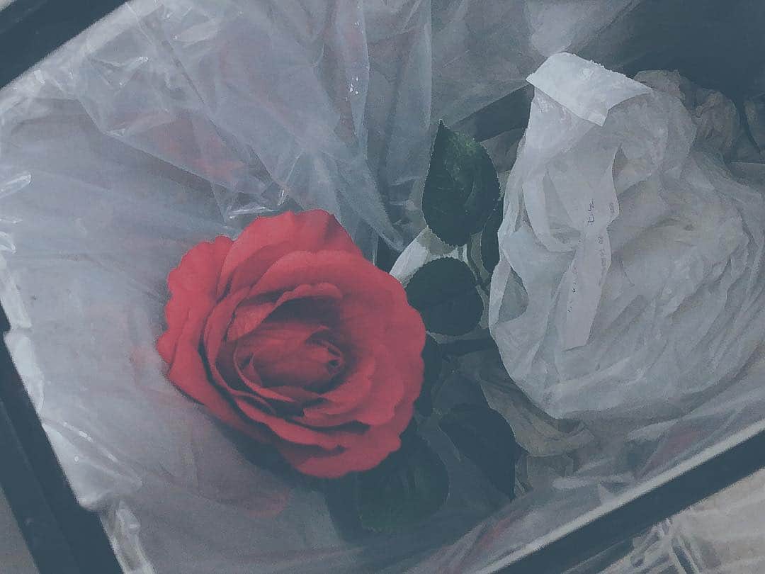 honoka さんのインスタグラム写真 - (honoka Instagram)「捨てられたバラ。枯れないやつ。  そういやちょうど1年前ぐらいにも 道に落ちてたバラに出会ったなぁ、、、」3月15日 1時13分 - honoka_lol