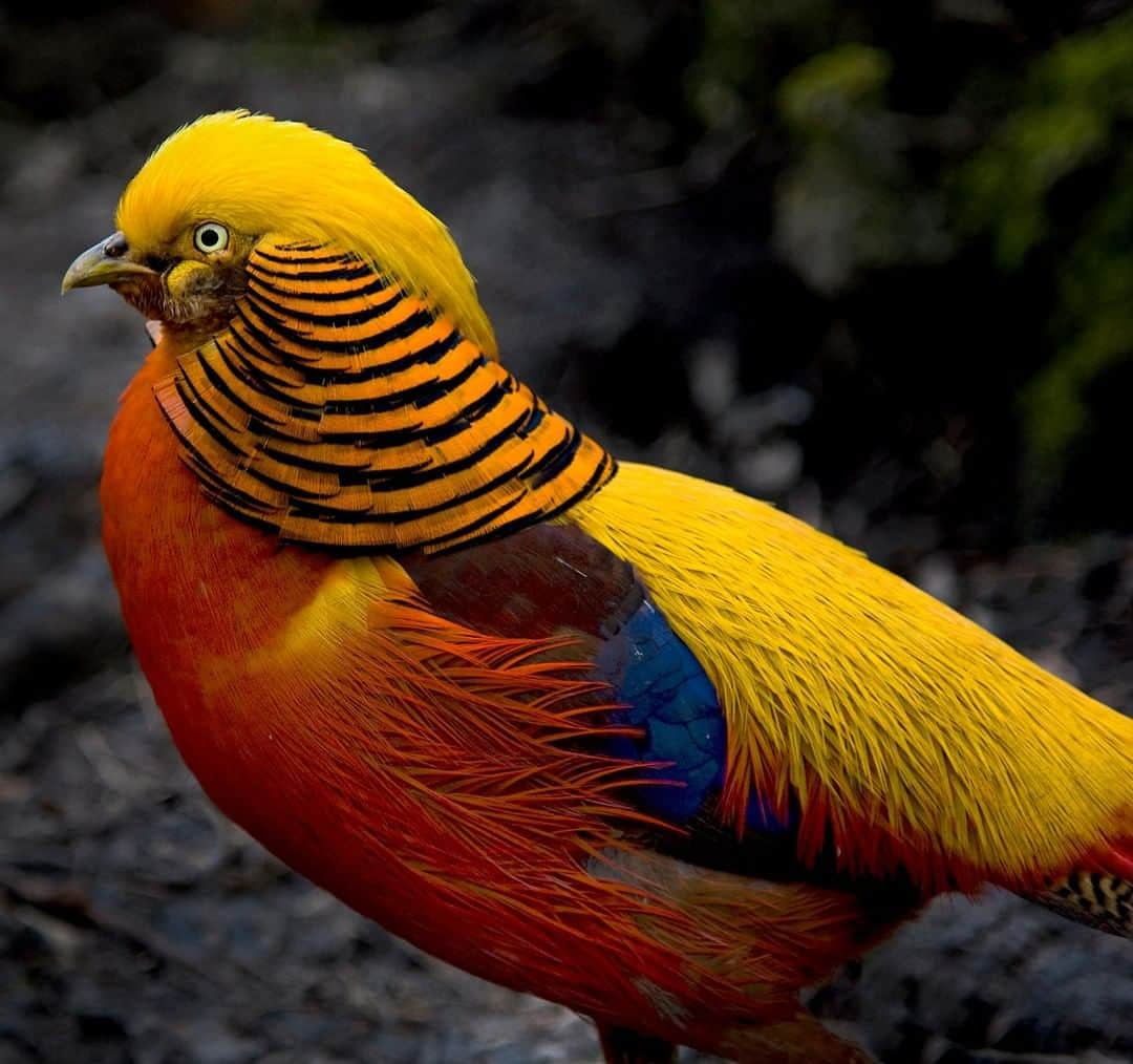 Discoveryさんのインスタグラム写真 - (DiscoveryInstagram)「The Golden Pheasant thinks the blonde mullet is back in style -- do you agree or disagree? 💁 . . . . #adventure #travel #nature #photography #landscape #potd #photooftheday #explore #GoldenPheasant #birdphotography」3月15日 1時23分 - discovery