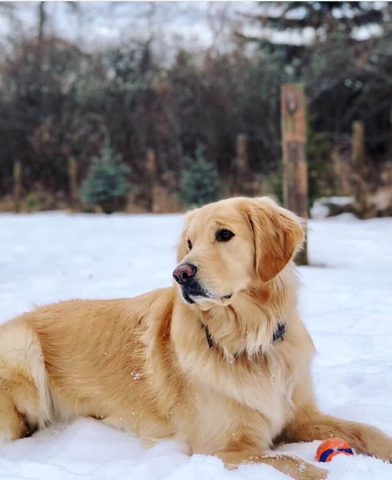 オリンピックチャンネルさんのインスタグラム写真 - (オリンピックチャンネルInstagram)「Meet Kona! She's three years old and loves the mountains. Her owner is an Olympic silver medallist from Canada who is also a three-time Luge World Cup double's podium finisher. #PetsOfOlympians  Can you guess the Olympian Kona belongs to?」3月15日 1時49分 - olympicchannel_x