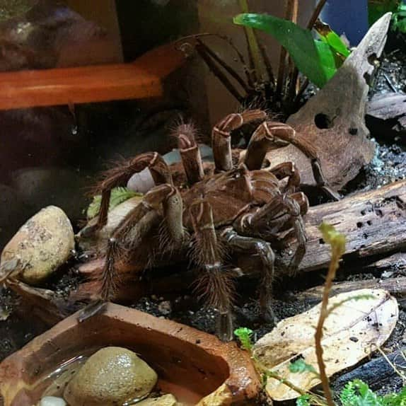 スミソニアン国立動物園さんのインスタグラム写真 - (スミソニアン国立動物園Instagram)「🕷️ We’re celebrating our 8-eyed and 8-legged Goliath bird-eating tarantula this #SaveASpiderDay! Even with eight eyes, this tarantula doesn’t see much. Instead it uses the hairs on its legs to sense vibrations on the ground or in the air. Visit this special spider in Amazonia! 🕸️ PLAN YOUR VISIT: https://s.si.edu/2h3CN1W.」3月15日 2時04分 - smithsonianzoo