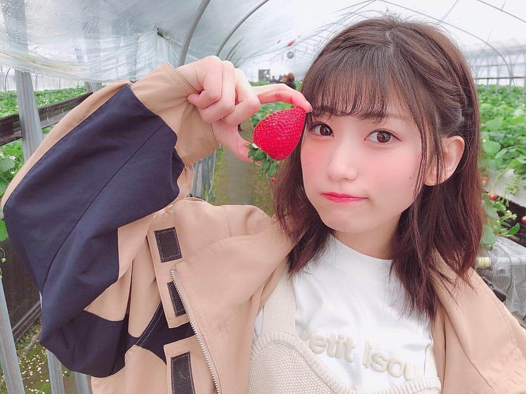 朝日花奈のインスタグラム：「#いちご #いちご狩り #strawberry 色々食べたけどやっぱり#紅ほっぺ 美味しかった🍓💓」