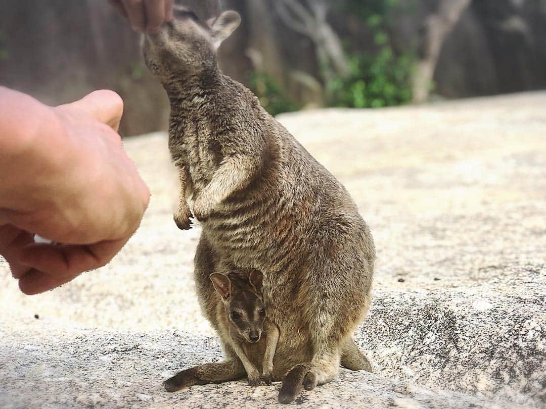 奥山かずささんのインスタグラム写真 - (奥山かずさInstagram)「これはめちゃ自信のある写真です。いや、何より、被写体が可愛すぎる。ワラビーの赤ちゃん。🦘 この子はたくさん撮らせてくれたけど 他にも親子ワラビーは居て、顔だけ出てる子とか、片手隠してる子とか、まだ皮膚が赤い子とかが居て、全員可愛かった。😍 #かずさpic#かずさpicアニマル編 #アニマル編まだまだあるよ！ #お楽しみに #wallaby#Australia#Cairns」2月28日 15時53分 - kazusa_okuyama_official