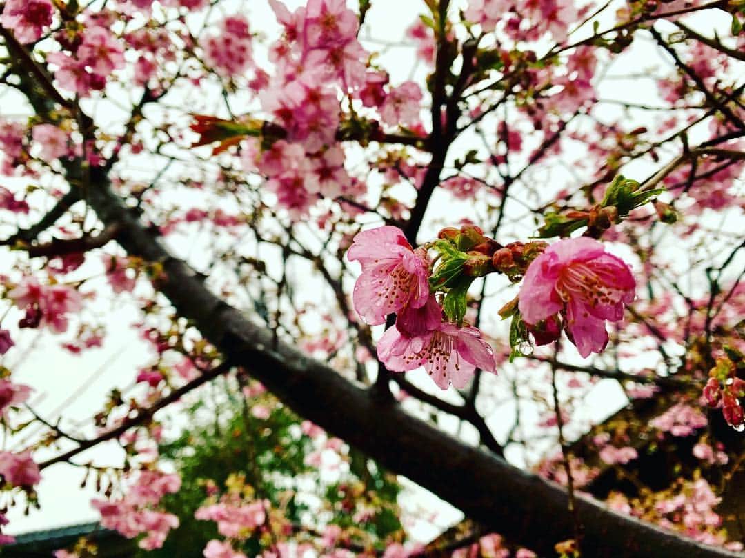 のインスタグラム：「一時帰京中。 河津桜はもう見頃。」