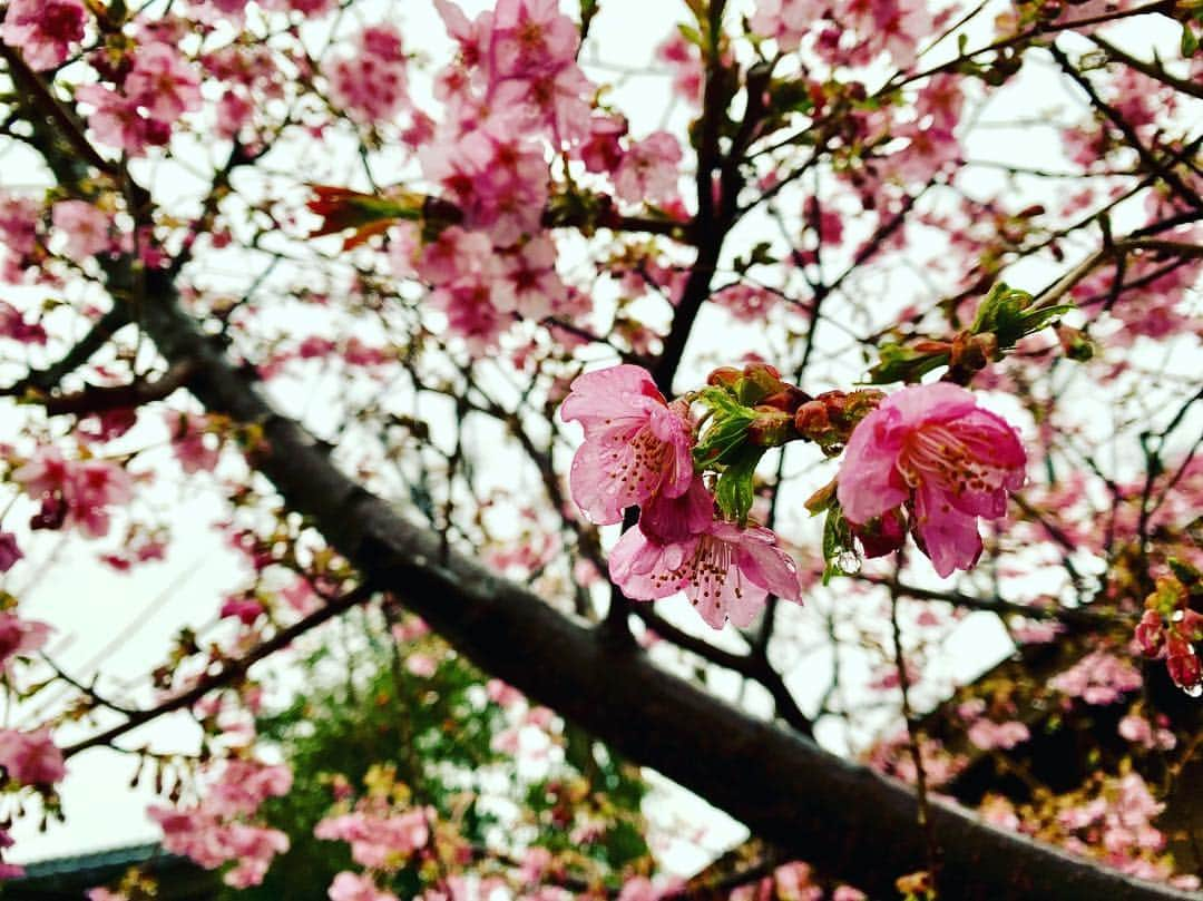 高尾千穂さんのインスタグラム写真 - (高尾千穂Instagram)「一時帰京中。 河津桜はもう見頃。」2月28日 23時39分 - chihotakao