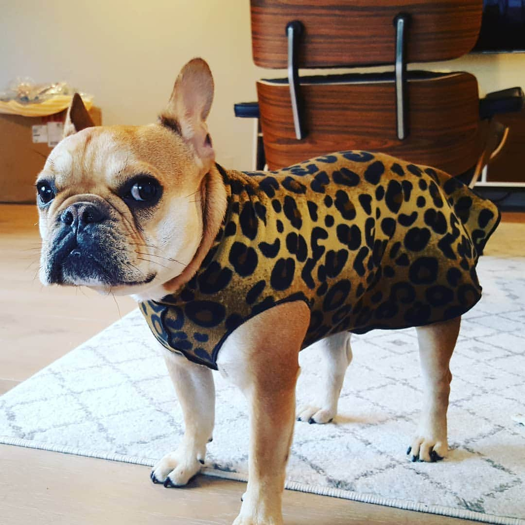 ライアン・カートライトのインスタグラム：「When Dad dresses you for the club. #Weekend #frenchbulldog」