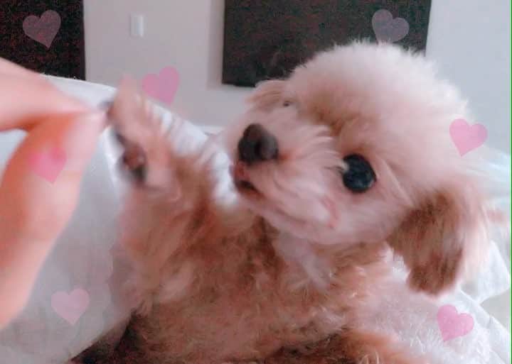 明日花キララのインスタグラム：「毎朝の日課🌷 今年９歳になる彼のかまってが本当しつこい🤦🏻‍♀️💘💘💘💘💘💘💘」