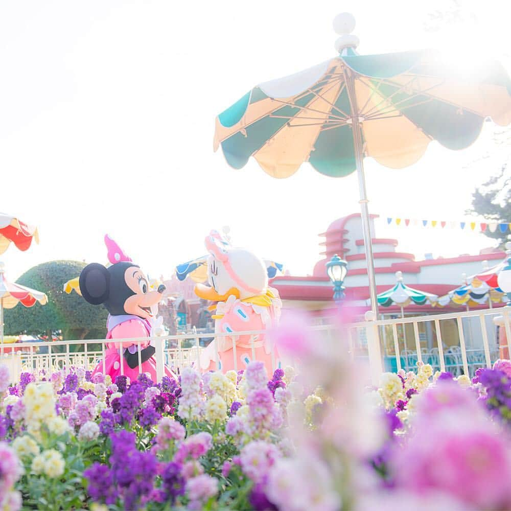 東京ディズニーリゾートさんのインスタグラム写真 - (東京ディズニーリゾートInstagram)「Girl talk time? 女の子はおしゃべりが大好き♪ #minnie #daisy #toontown #tokyodisneyland #tokyodisneyresort #ミニーマウスの日 #ミニー #デイジー #トゥーンタウン #東京ディズニーランド #東京ディズニーリゾート #ガールズトーク #お花畑」3月2日 11時26分 - tokyodisneyresort_official