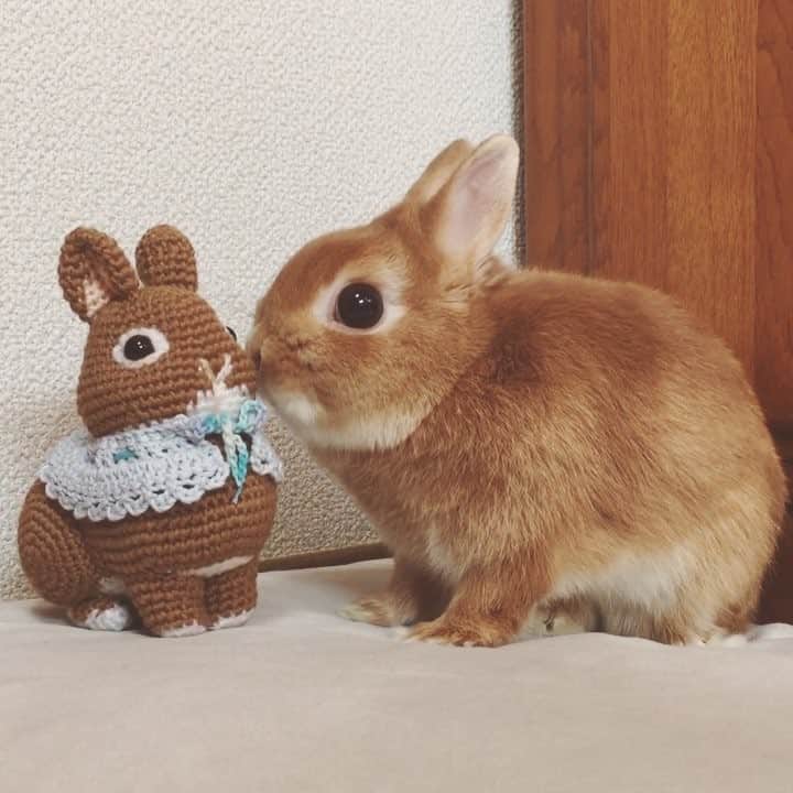 のインスタグラム：「* * この子は新しいお友達？ 仲良くしようね❤️ * * @hana_amigurumi さんの高倍率の抽選に当たり こんなに可愛く作って頂きました💕 まるるんの弟ができたようです🐰 Hanaさんありがとうございました😊 * * #うさぎ#ネザーランドドワーフ#ふわもこ部#rabbit#lapin#cutepetclub#WeeklyFluff #bunnystagram#rabbitstagram#instapet #20190302」