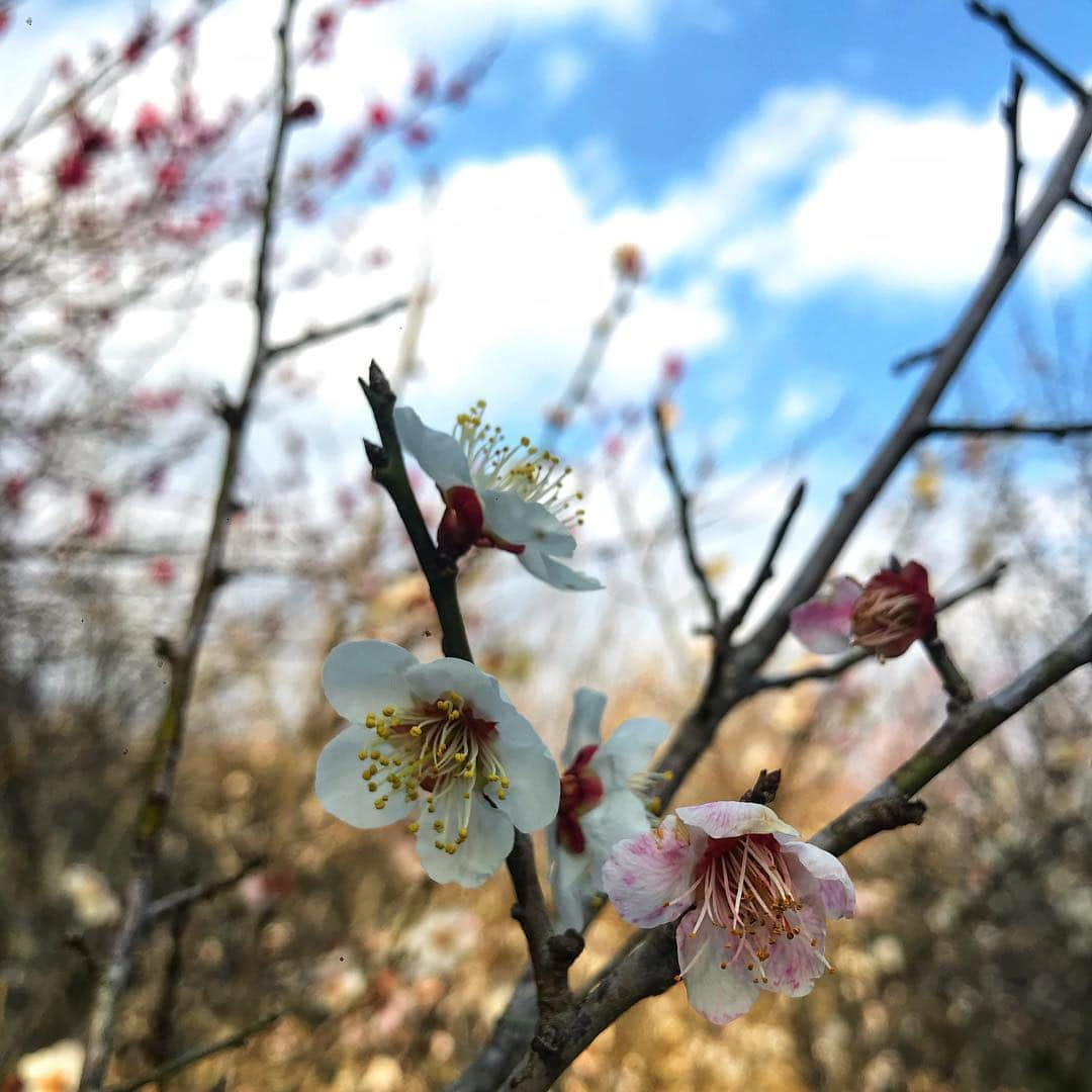 福原美穂さんのインスタグラム写真 - (福原美穂Instagram)「いすみ市散歩。 東京からわずか一時間ほどの千葉県外房にあるいすみ市。 ジビエや魚介類、お米、牛乳、無農薬のお野菜、果物、放し飼いの卵など。 大地からの恵みがたくさん溢れる魅力的な場所。 私はgrace landと呼んでいます。 大好きな人がたくさん住む場所。 すでに恋し、いすみ。  これはある日の散歩で見つけた梅の花。 南高梅の花の香りは芳醇で爽やか。 この季節この花を見つけると一つ摘んでは香りを楽しみます。 もう春もすぐそこに🌸  別れと出会いの季節ですね。 終点と始点。 夜と朝。 でも全ては繋がっている、サークルのように。  #南高梅 #春発見 #いすみ市 #graceland」3月2日 19時31分 - miho_fukuhara