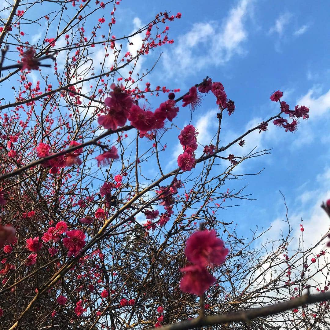 福原美穂さんのインスタグラム写真 - (福原美穂Instagram)「いすみ市散歩。 東京からわずか一時間ほどの千葉県外房にあるいすみ市。 ジビエや魚介類、お米、牛乳、無農薬のお野菜、果物、放し飼いの卵など。 大地からの恵みがたくさん溢れる魅力的な場所。 私はgrace landと呼んでいます。 大好きな人がたくさん住む場所。 すでに恋し、いすみ。  これはある日の散歩で見つけた梅の花。 南高梅の花の香りは芳醇で爽やか。 この季節この花を見つけると一つ摘んでは香りを楽しみます。 もう春もすぐそこに🌸  別れと出会いの季節ですね。 終点と始点。 夜と朝。 でも全ては繋がっている、サークルのように。  #南高梅 #春発見 #いすみ市 #graceland」3月2日 19時31分 - miho_fukuhara