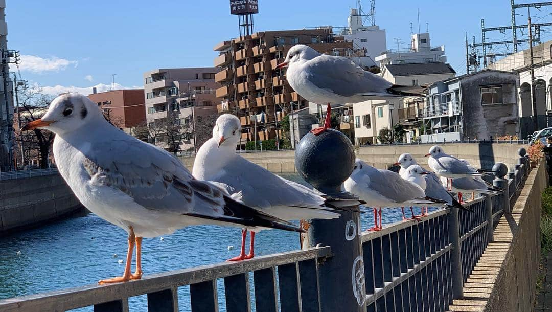 松本まりかさんのインスタグラム写真 - (松本まりかInstagram)「今日の神酒クリニックの変装医師達です。いつもと違うメンバー。ここにいない山下美月ちゃんも恋のライバル出現である意味いつもと違うことになってるでしょう。えへへ。楽しんでください🥰」3月2日 21時33分 - marika_matsumoto