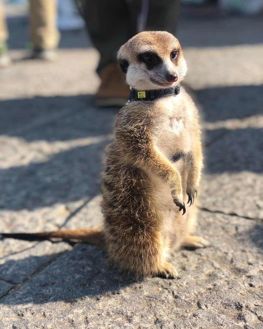 宮河マヤさんのインスタグラム写真 - (宮河マヤInstagram)「Ughhhh he's too cute😳#meerkat マラソン合間に出会ったミーヤキャット。驚く程甘えん坊さんで、言葉じゃ表せない程の可愛さにメロメロを通り過ぎて爆発寸前。﻿ ﻿ 小さいとこが落ち着くみたいでずっと私のおへその中に入ろうとしてたけど（笑）さすがに入らないよ🤣愛おしすぎて、動物好きには堪え難い。。﻿ ﻿ 飼い主さんに沢山愛されててとても幸せそうなゴンちゃんでした☺️✨﻿﻿ ﻿﻿ #CPFU #ミーアキャット #CHAMPION100」3月2日 22時00分 - maya_m0901