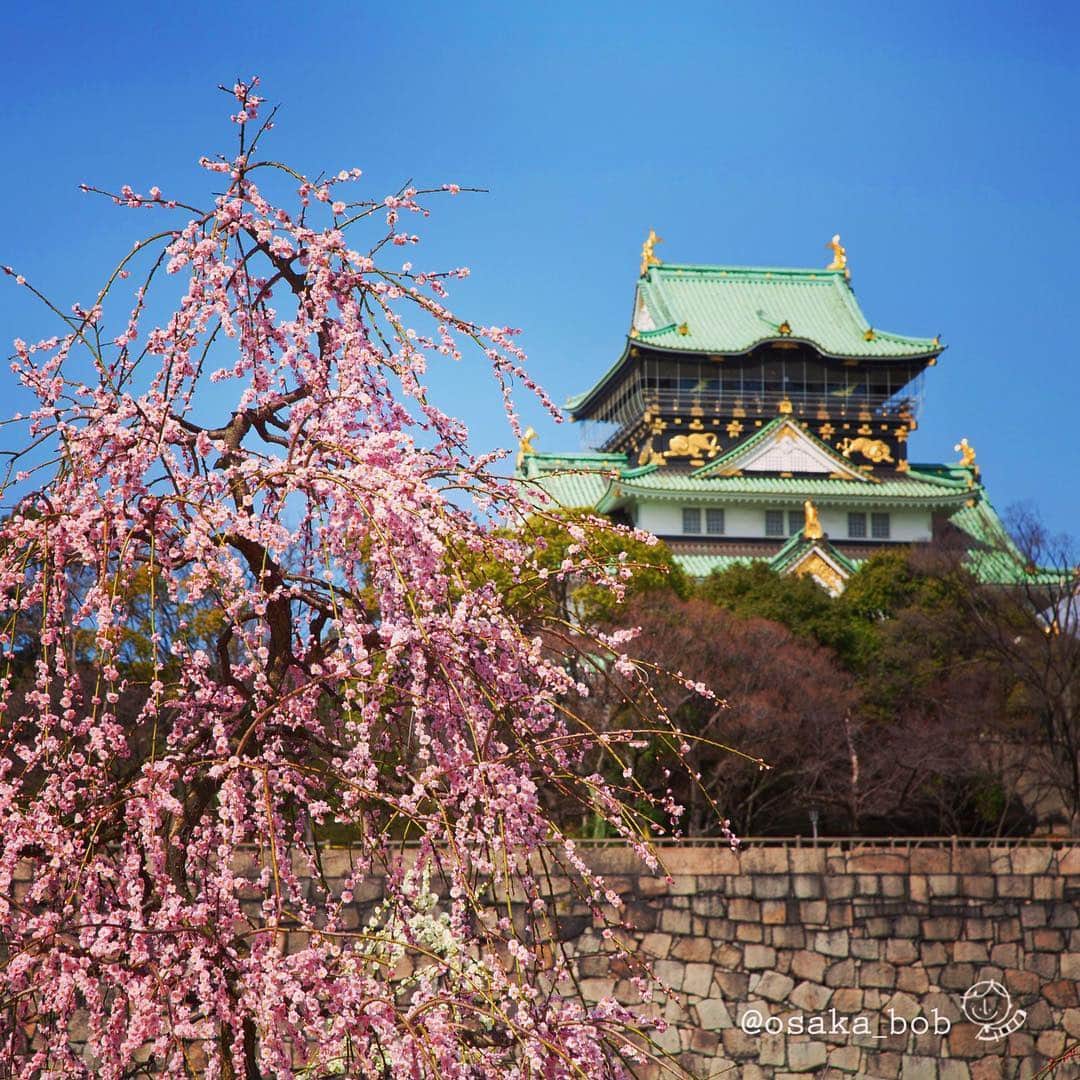 のインスタグラム：「Plum Blossoms Osaka Castle Park . . #plumblossoms #osakacastle #osakaplums #大阪城 #大阪城梅林 #季節の花 #withOsakaBob #OSAKA #maido  #osakabob #osakatrip #japan #nihon #japantrip2019 #travel #tourism #sightseeing #travelgram #travelinjapan #osakajapan #大阪 #日本 #観光 #大阪旅行 #大阪観光 #오사카 #오사카여행 #ประเทศญี่ปุ่น #ท่องเที่ยว #日本景點」