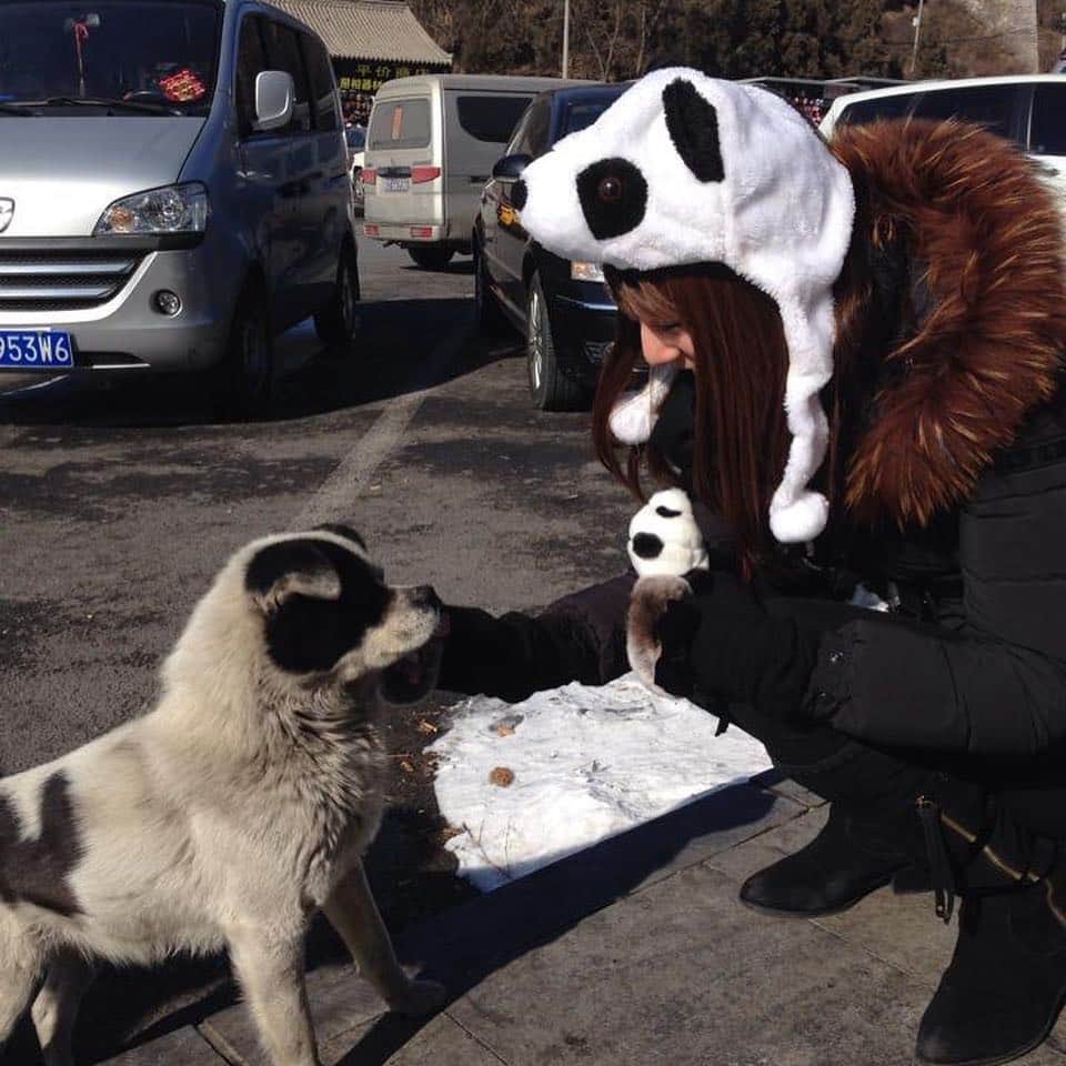 佐々木もよこさんのインスタグラム写真 - (佐々木もよこInstagram)「5年前のこの時期の写真が出てきた😊💕﻿ ﻿ 北京に行ってたんだなぁ〜🐶🏯✨﻿ ﻿ なつかしぃー🙆‍♀️🙆‍♀️﻿ ﻿ ﻿ ﻿ ﻿ ﻿ ﻿ #北京#中国#万里の長城#パンダ#パンダ🐼 #beijing #china#panda」3月3日 21時42分 - moyoko_atom