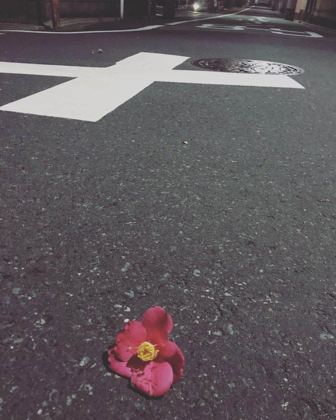 鈴丘めみのインスタグラム：「誰かが落としたのかな🌺  #Intersectionoflife #flower」