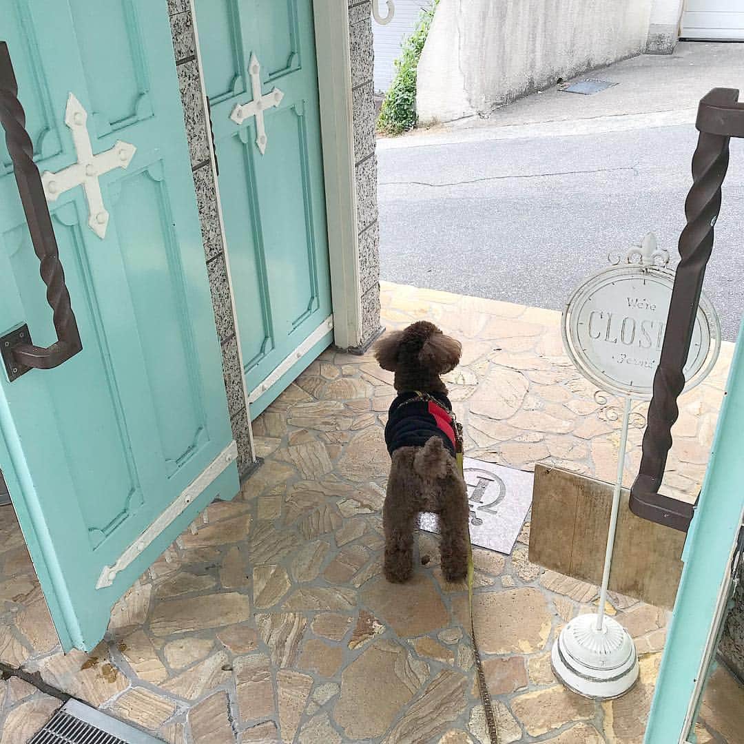 かれんのインスタグラム：「. このわんちゃんプラトン装飾美術館にいたの〜めためたかわいい🐶💕 この後ろ姿としっぽがなんとも言えない🥺 . .」
