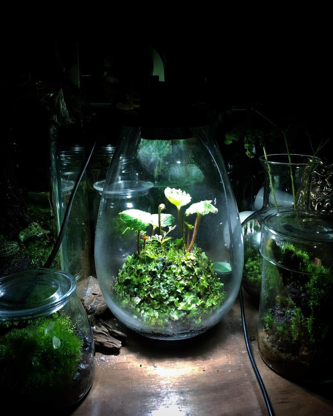 金成公信さんのインスタグラム写真 - (金成公信Instagram)「#mossterrarium #苔テラリウム #plants #moss #fern #苔 #シダ #ユキノシタ #ジャゴケ」3月4日 4時01分 - bonsai_chiba