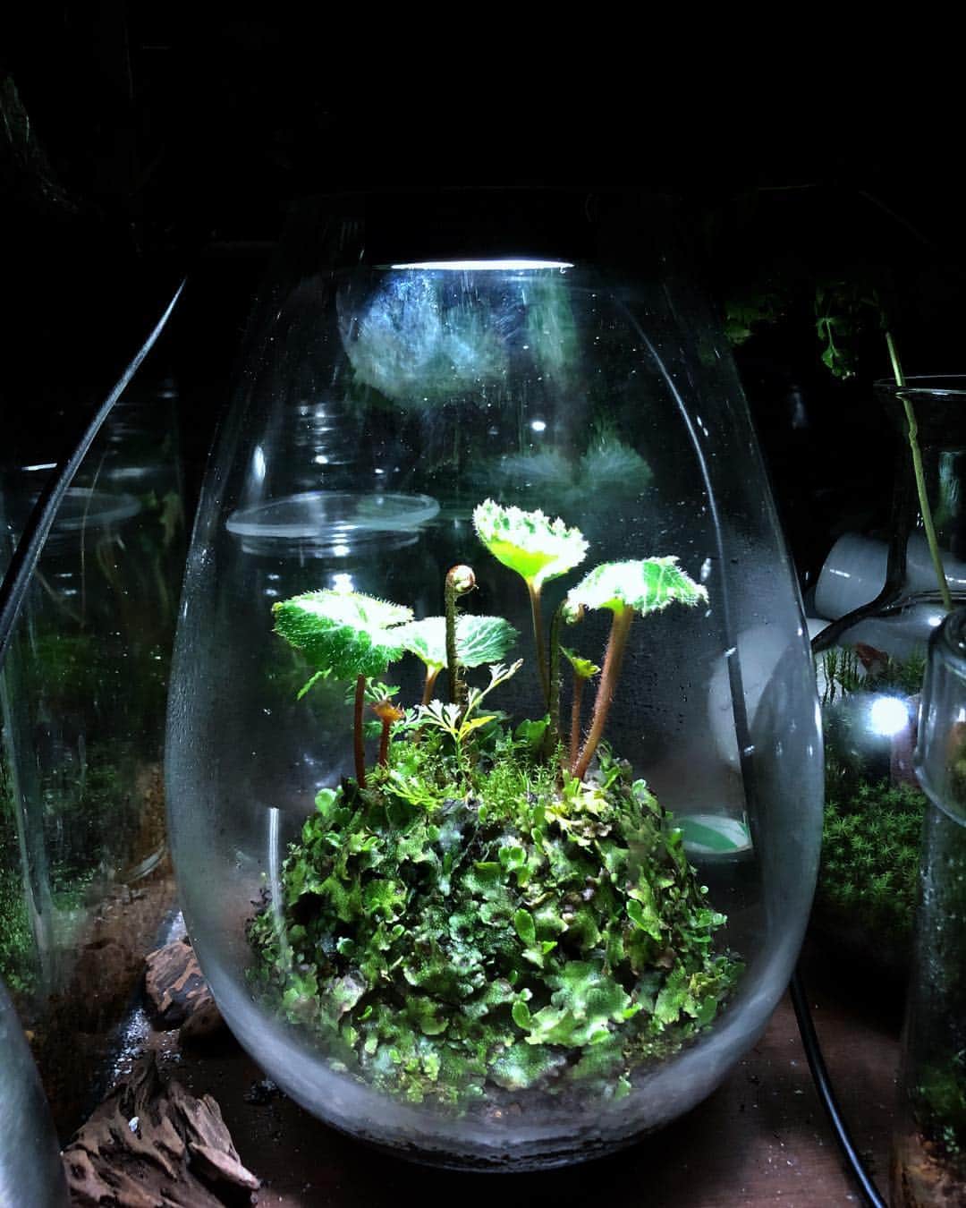 金成公信さんのインスタグラム写真 - (金成公信Instagram)「#mossterrarium #苔テラリウム #plants #moss #fern #苔 #シダ #ユキノシタ #ジャゴケ」3月4日 4時01分 - bonsai_chiba