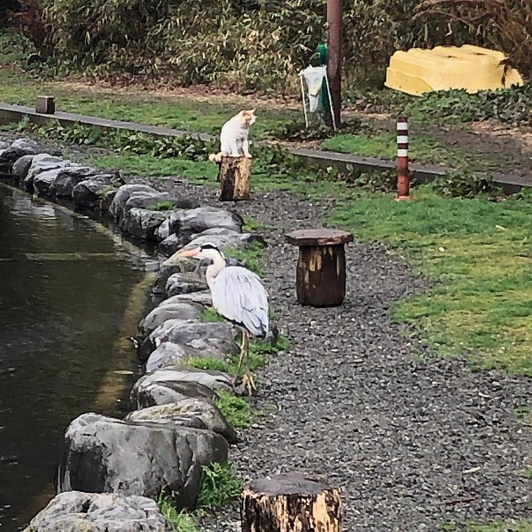 竹内夏紀のインスタグラム：「We are living through the same time. #bird #😖 #cat #☺️」