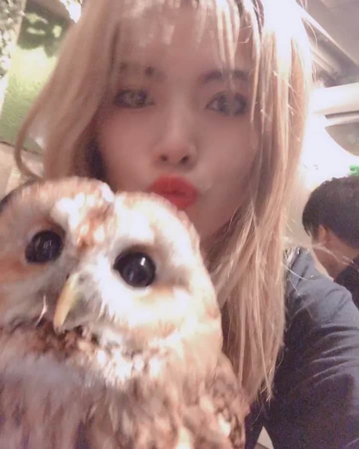 Erieのインスタグラム：「🦉❤︎🌳 You’re the cutest!!!」