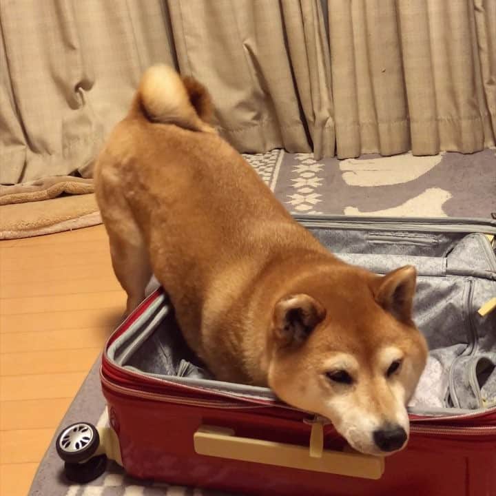 マロたんのインスタグラム：「May I not come in? Must I not come in? 「入ってません」と言い張る犬、途中で撮られてるのに気づいた犬 #shiba #shibainu」