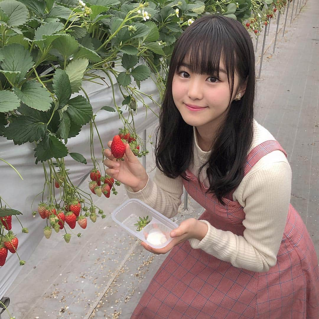 伊藤小春さんのインスタグラム写真 - (伊藤小春Instagram)「いちご食べて来ましたっ🍓﻿ ﻿ 甘くて幸せだった〜〜練乳は無駄な出費でした！笑﻿ ﻿ 4、50個くらい余裕だと思ってたんですけどね、﻿意外と食べられないもんです…﻿ ﻿ ﻿ #いちご #いちご狩り﻿」3月4日 21時55分 - koharu_ito_