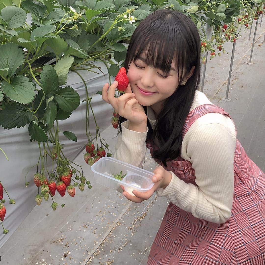 伊藤小春さんのインスタグラム写真 - (伊藤小春Instagram)「いちご食べて来ましたっ🍓﻿ ﻿ 甘くて幸せだった〜〜練乳は無駄な出費でした！笑﻿ ﻿ 4、50個くらい余裕だと思ってたんですけどね、﻿意外と食べられないもんです…﻿ ﻿ ﻿ #いちご #いちご狩り﻿」3月4日 21時55分 - koharu_ito_