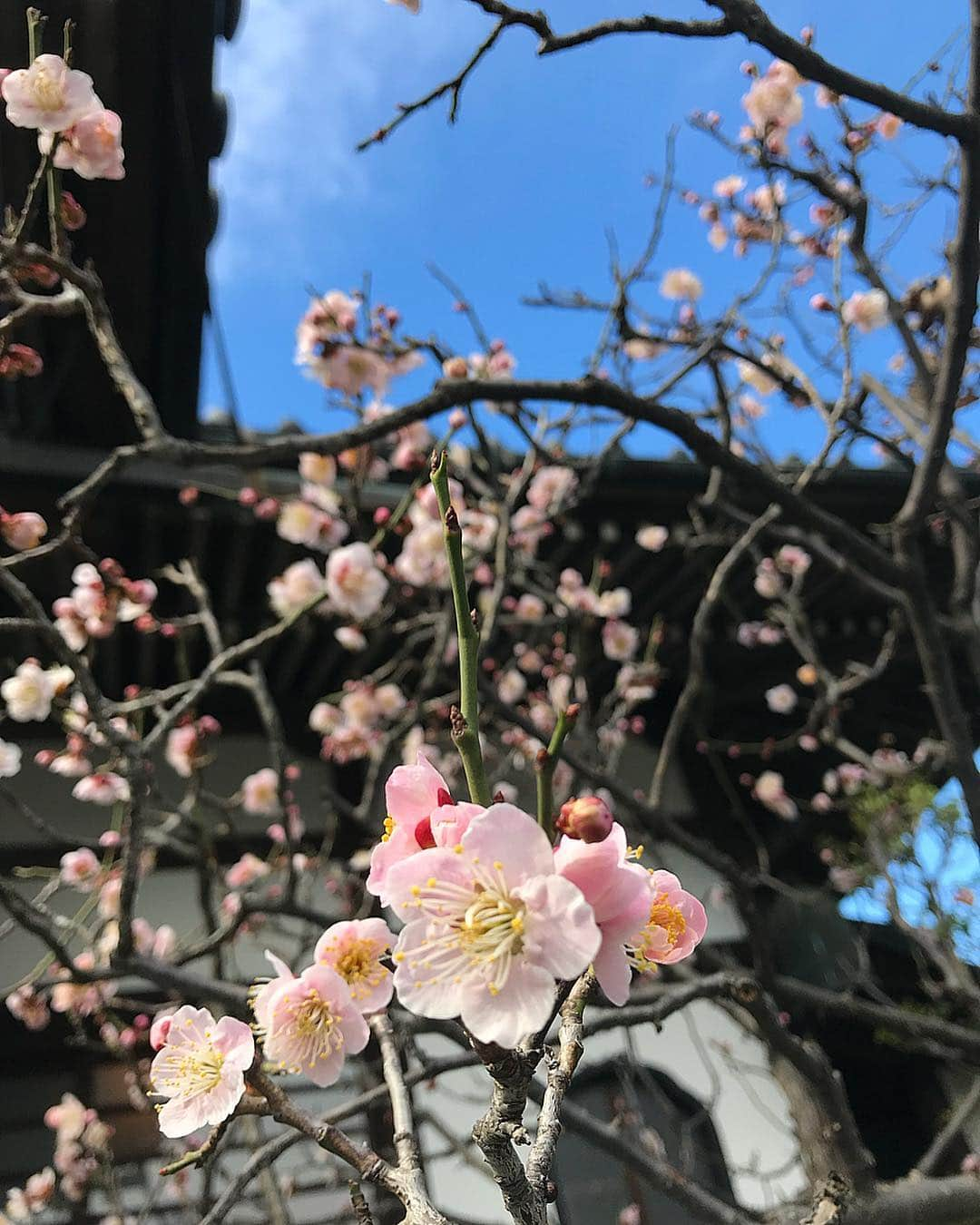 菜々緒さんのインスタグラム写真 - (菜々緒Instagram)「#🇯🇵」3月5日 9時47分 - nanao_official