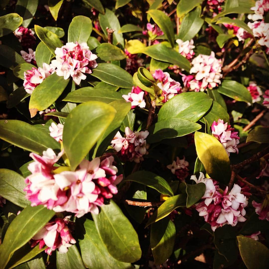 竹岡圭さんのインスタグラム写真 - (竹岡圭Instagram)「沈丁花の香りに気がつくと、なぜか幼稚園の頃を思い出します😊 香りの記憶って、なんだか不思議💕」3月5日 5時32分 - kei_takeoka