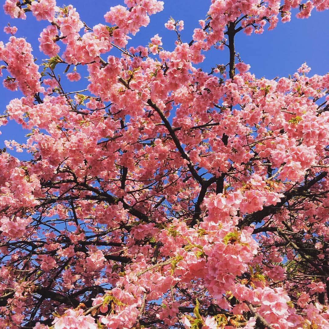 高岡早紀 さんのインスタグラム写真 - (高岡早紀 Instagram)「良いお天気ね。おはようございます。 早朝から、ドラマの撮影をしております。 河津桜がこんなにキレイ。。 #河津桜 #春」3月5日 8時44分 - saki_takaoka
