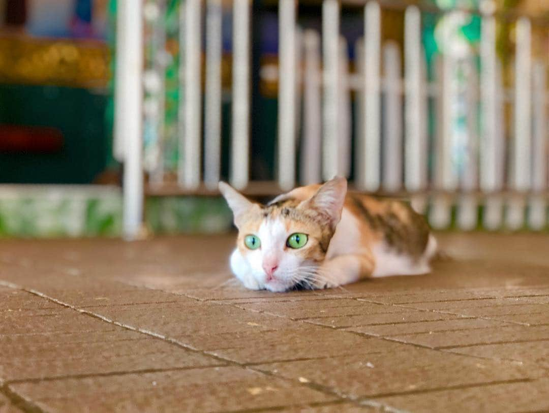 MIKAさんのインスタグラム写真 - (MIKAInstagram)「全長70メートルの寝釈迦仏🙏🇲🇲 . . . #Chaukhtatgyi #pagoda #buddha #yangon #myanmar #tourlife #traveler #mikachuinmyanmar #ミャンマー #みか山紀信 #仏 を撮るのに始めてパノラマ機能使ったよ」3月5日 11時18分 - cjd_mika