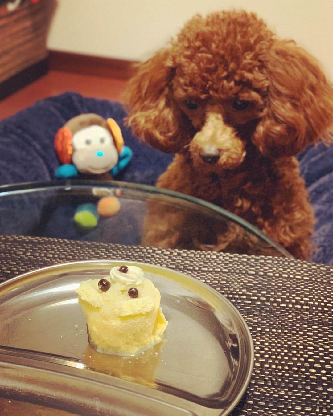 藤咲えりさんのインスタグラム写真 - (藤咲えりInstagram)「3日は一歳のお誕生日だったので プードル型のケーキ買ってみました。 待てしてる間の目力凄い・・・ #お誕生日#トイプードル#犬用ケーキ#テーブルの上に置いたらちゃんと椅子に座ってお座りしてる」3月5日 13時42分 - eri_fujisaki91