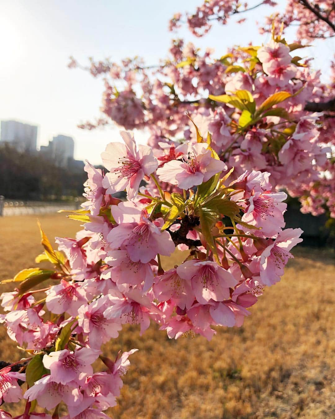 岡部あゆみさんのインスタグラム写真 - (岡部あゆみInstagram)「タワー下の桜が満開🗼🌸」3月5日 20時59分 - ayumi_okabe