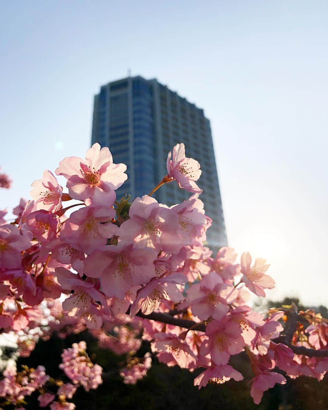 岡部あゆみさんのインスタグラム写真 - (岡部あゆみInstagram)「タワー下の桜が満開🗼🌸」3月5日 20時59分 - ayumi_okabe